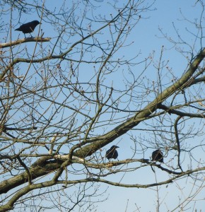 Three_crows_in_a_tree_in_Summit_NJ
